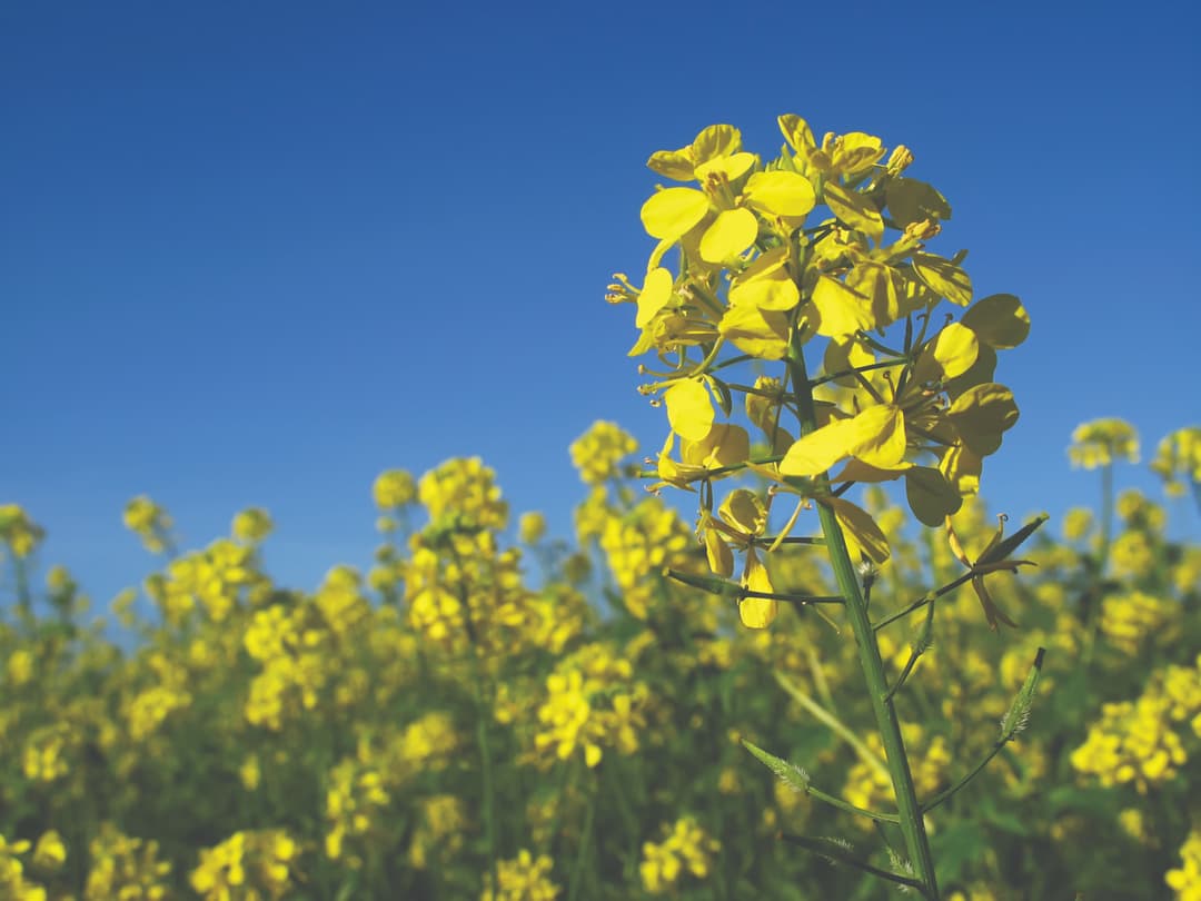 Swathing vs. Direct Combining for Canola Harvest