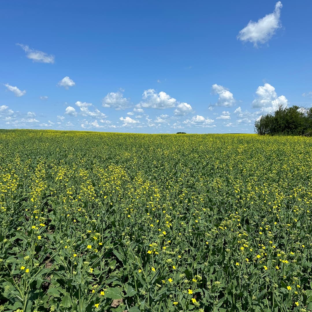 Choosing the Right Fertilizers for Successful Canola Cultivation