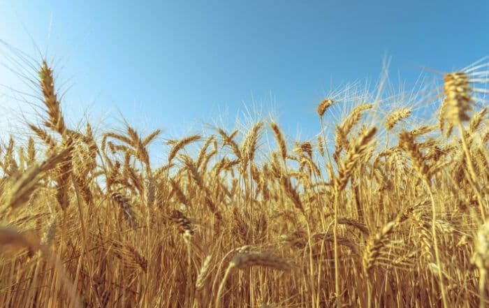 Managing Pest and Disease Challenges in Western Canada’s Cereal Crops