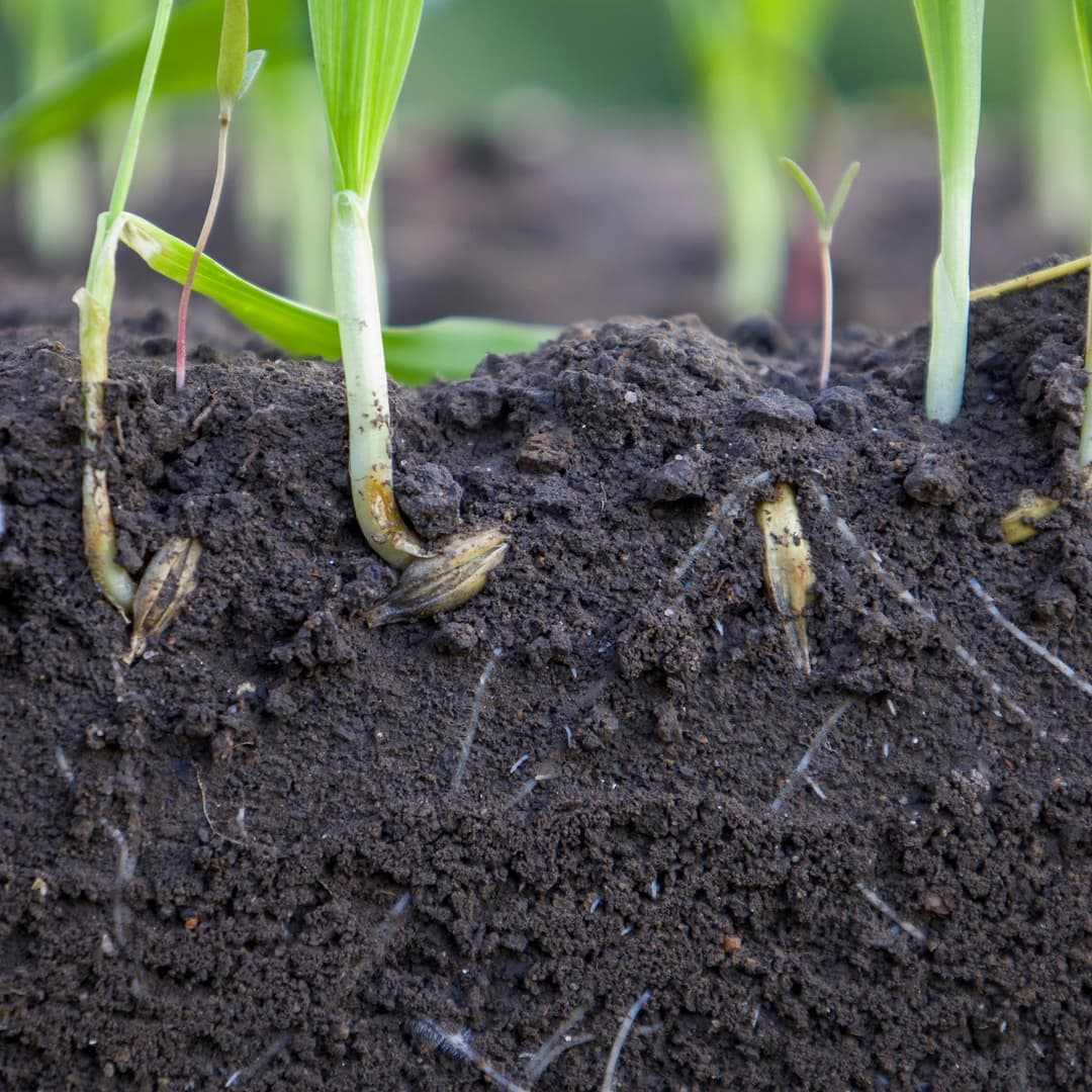 Suspect a Nutrient Deficiency? Start Here!
